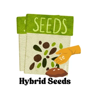 hybrid seeds